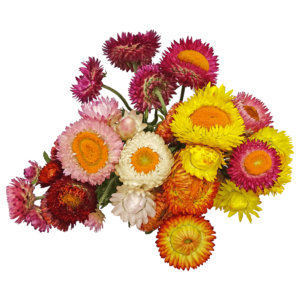 Helichrysum