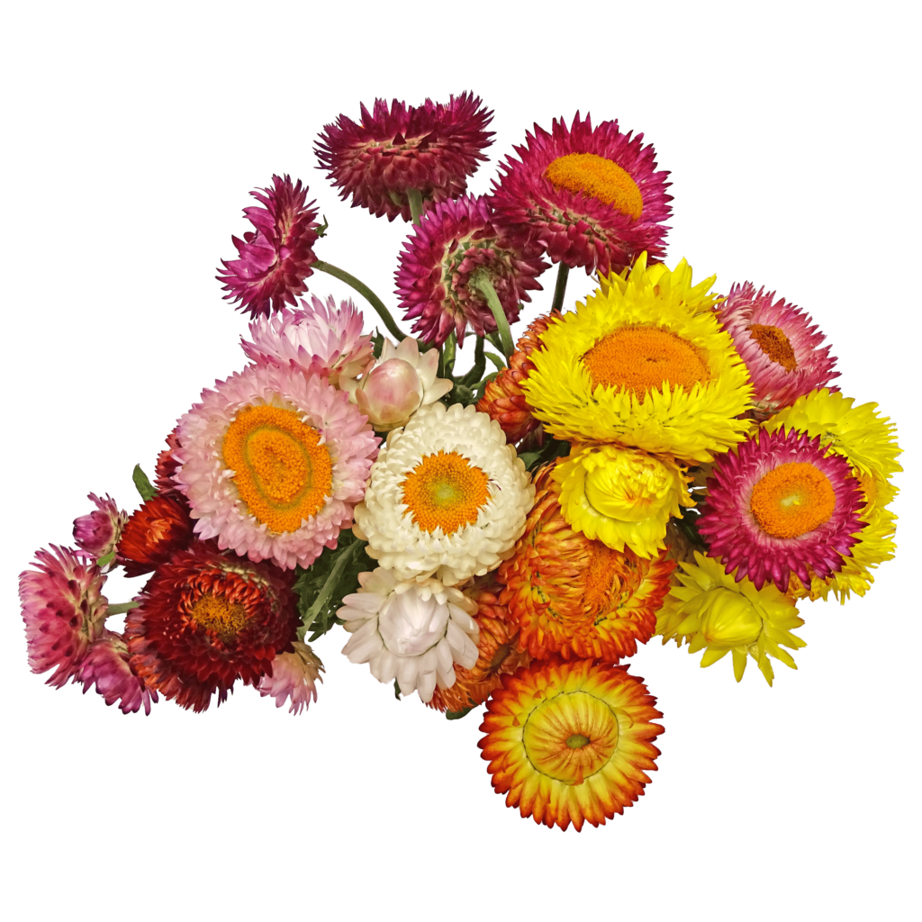 Helichrysum